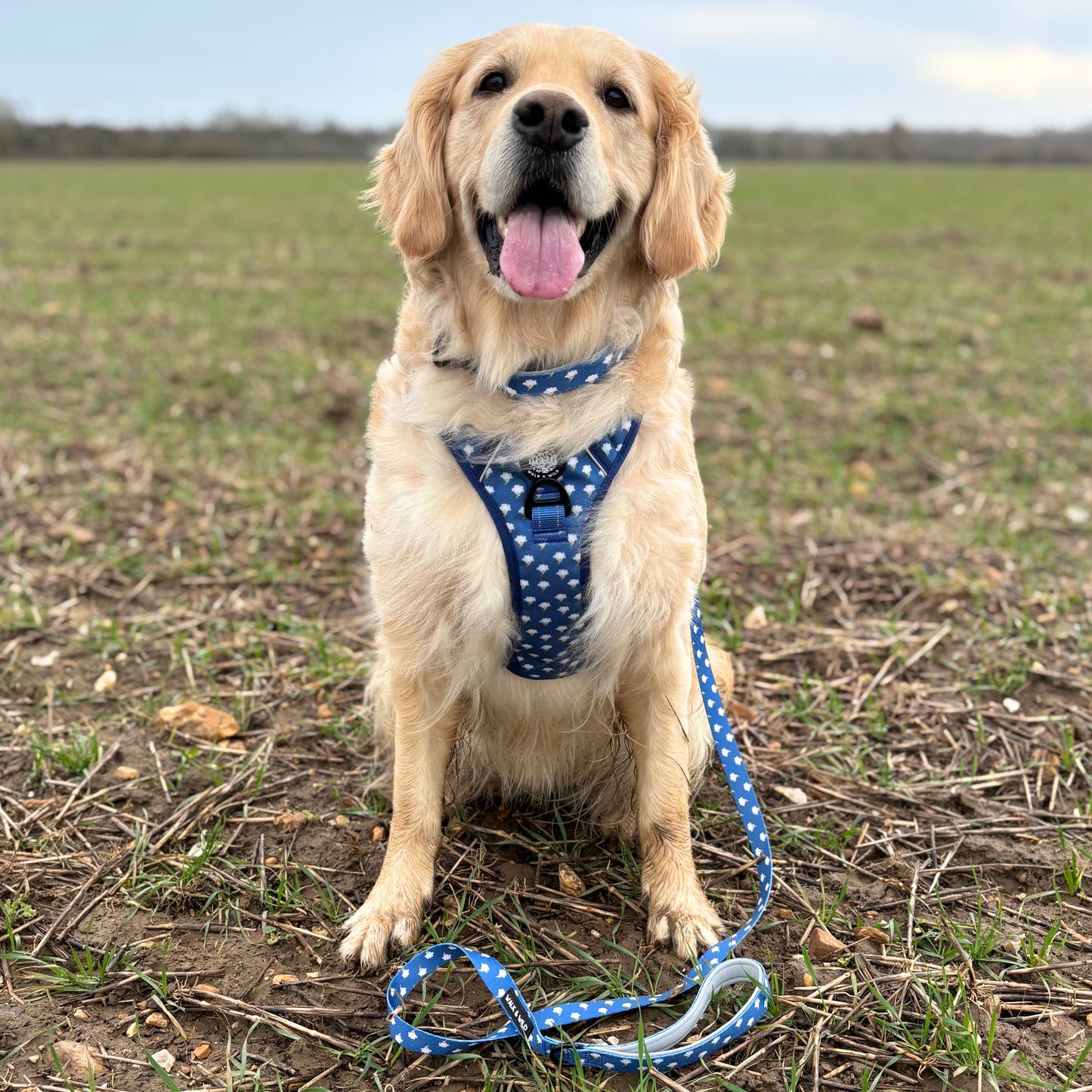 Lightning Bolts Explorer Harness