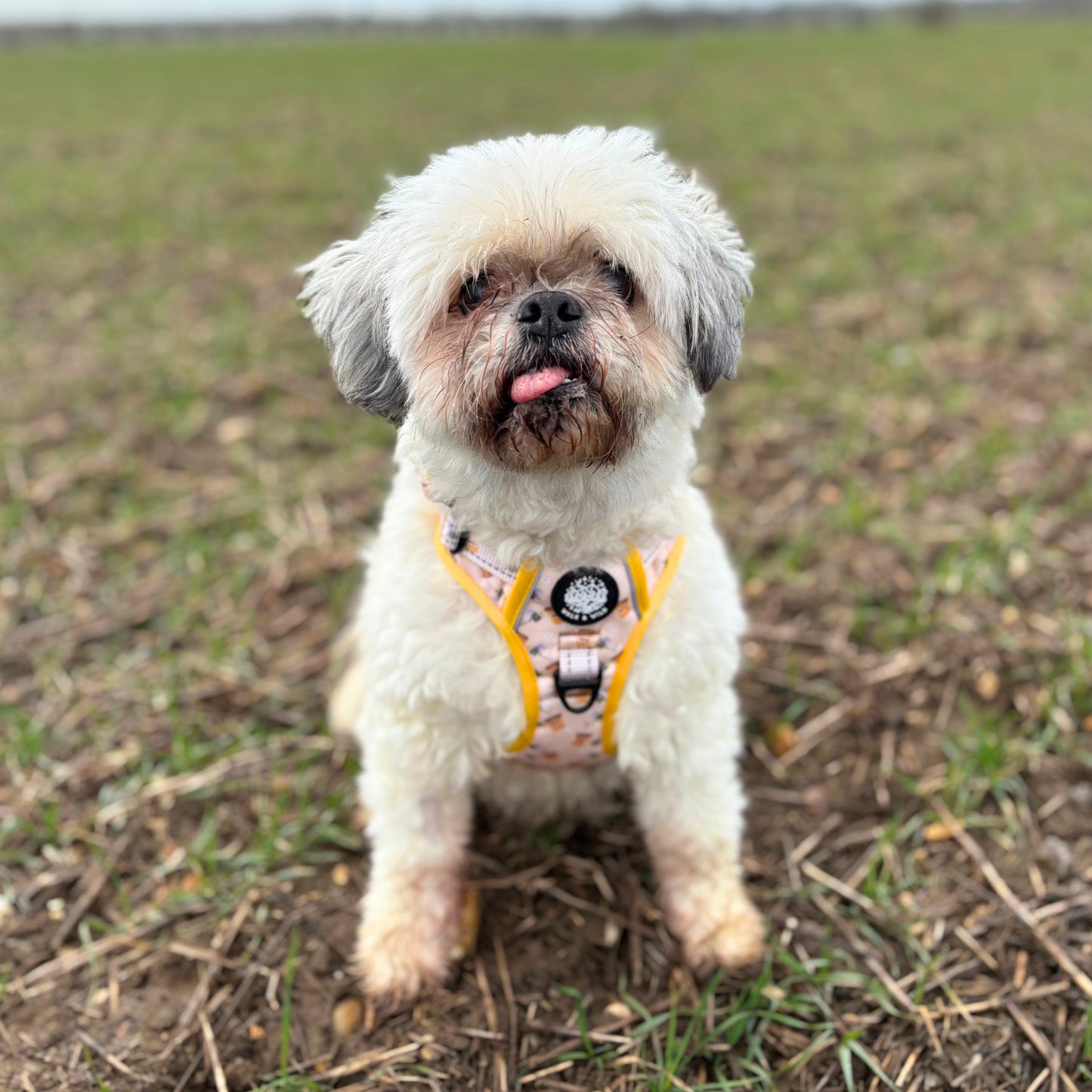 Sweet like Honey Explorer Harness