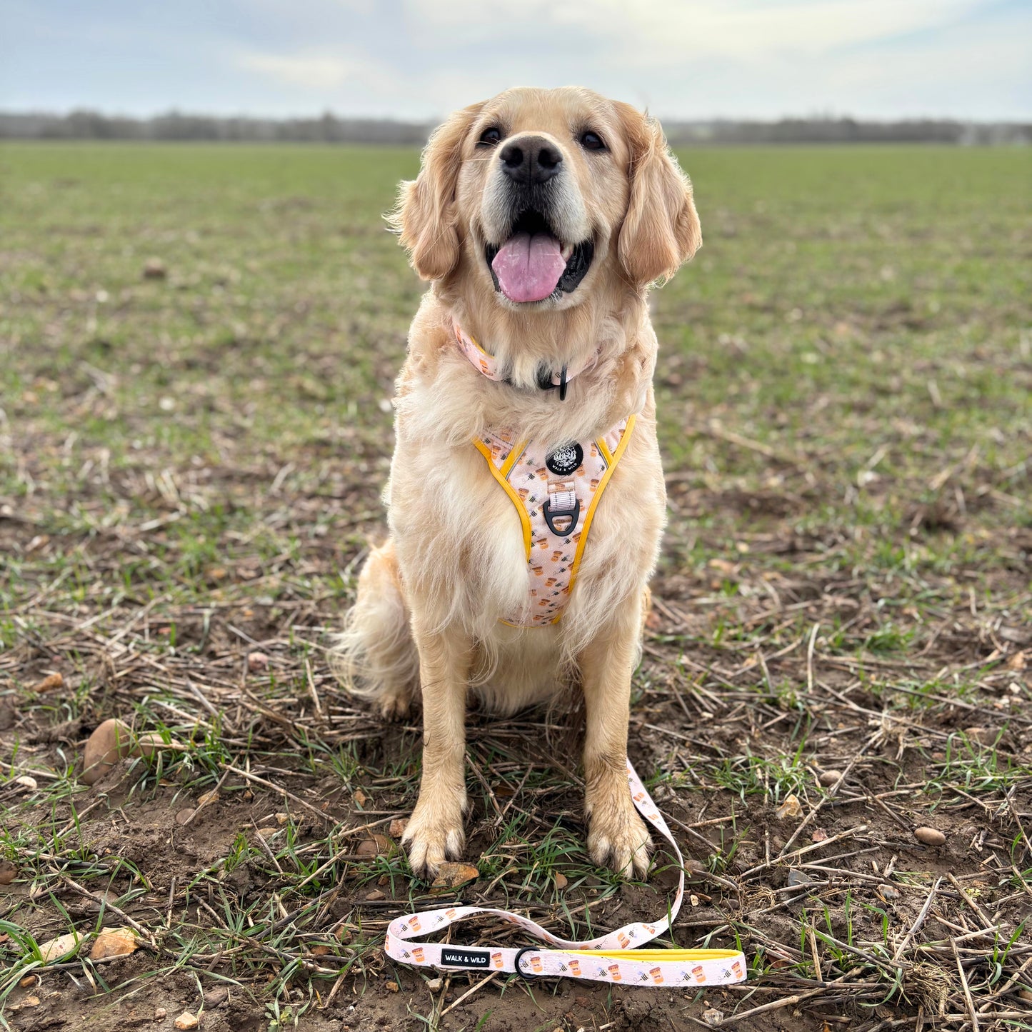 Sweet like Honey Explorer Harness