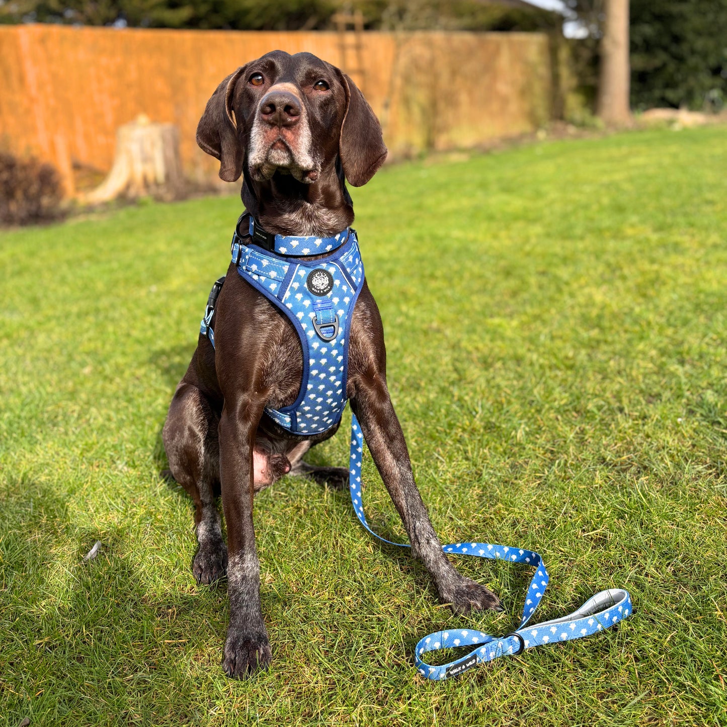 Lightning Bolts Explorer Harness