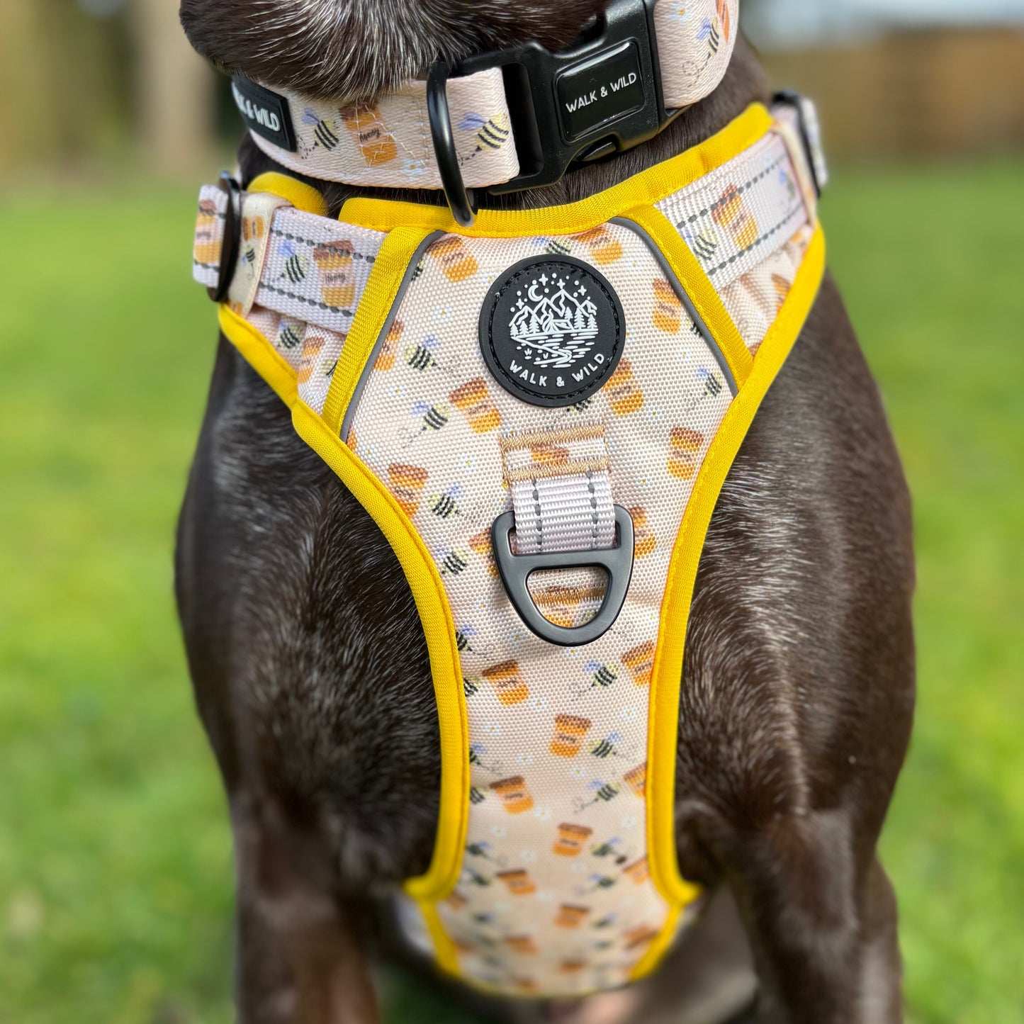 Sweet like Honey Explorer Harness