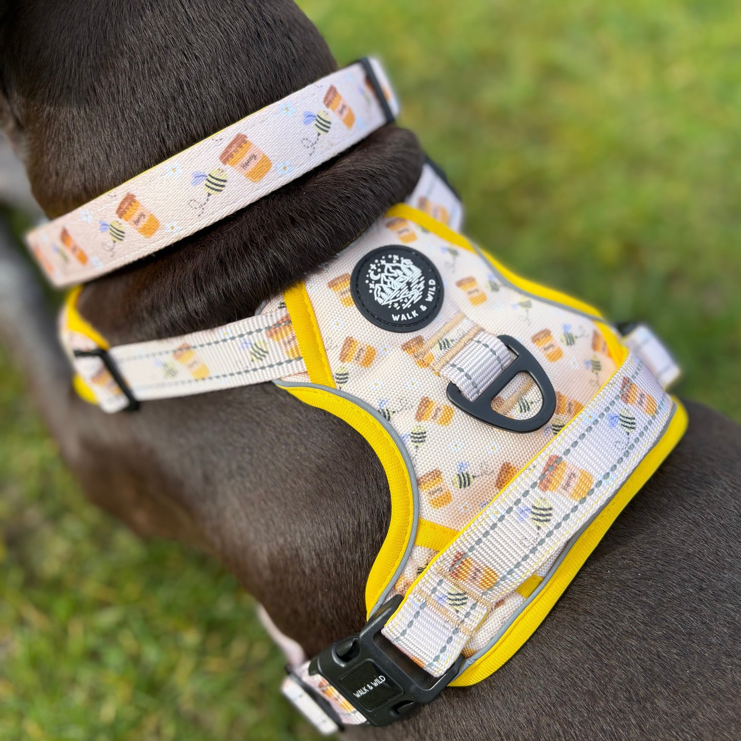 Sweet like Honey Explorer Harness