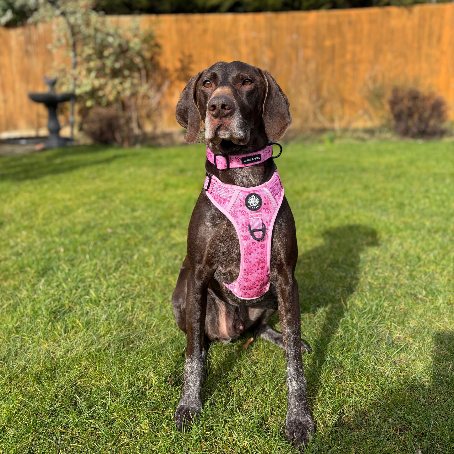 Pretty in Pink Explorer Harness
