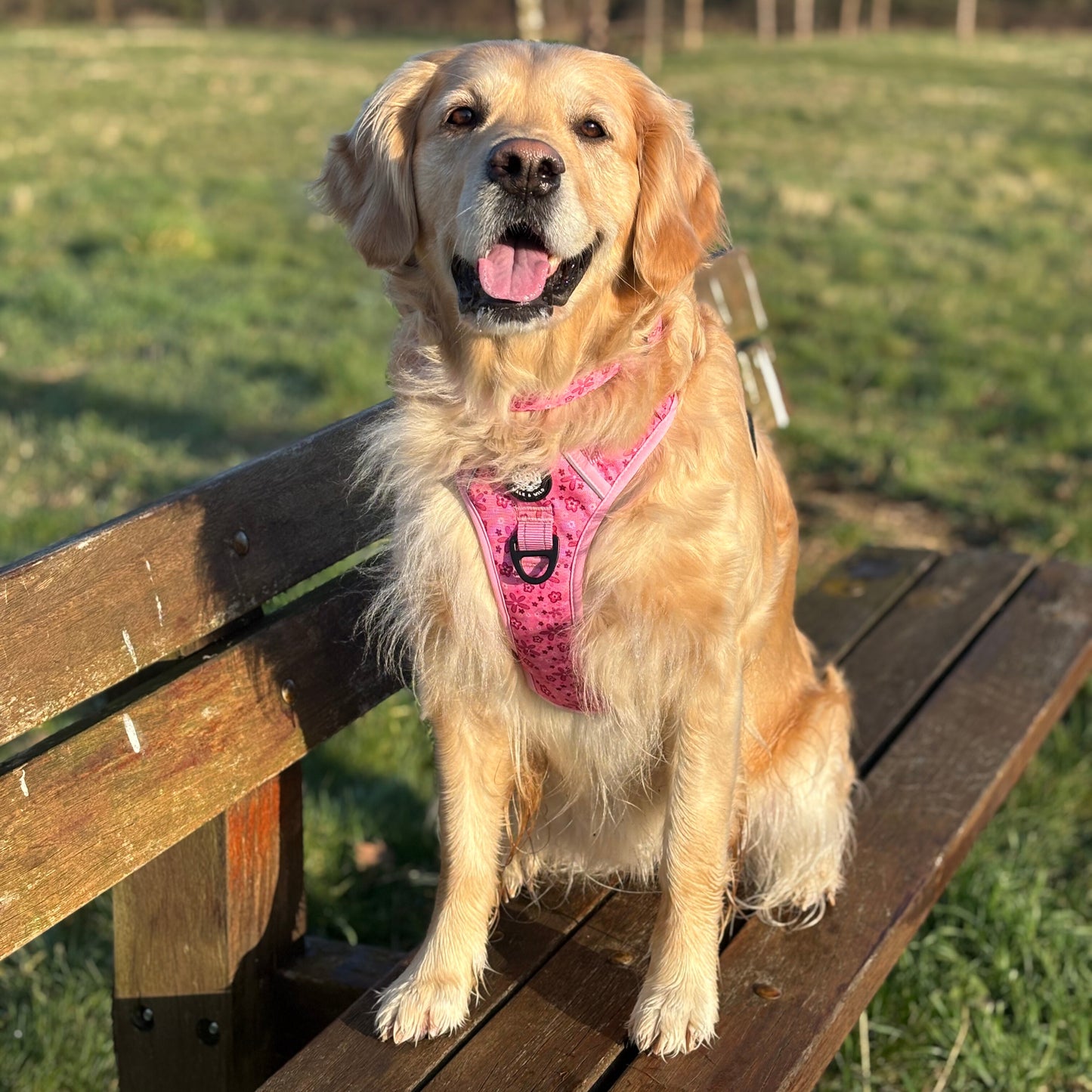 Pretty in Pink Explorer Harness