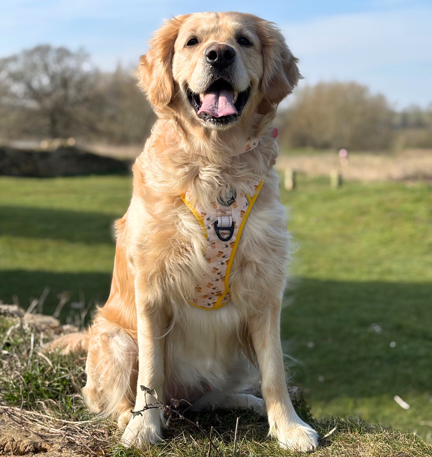 Sweet like Honey Explorer Harness