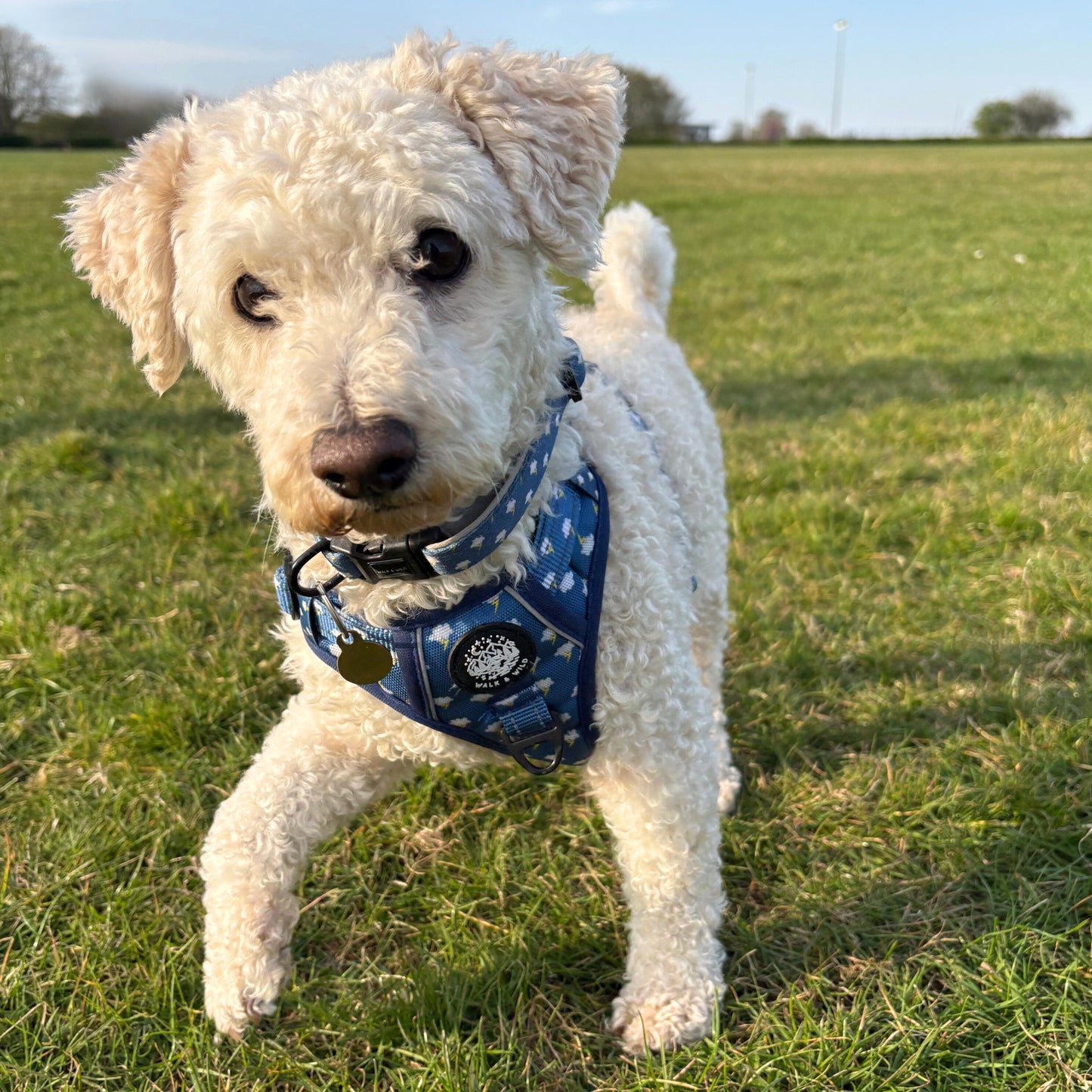 Lightning Bolts Explorer Harness
