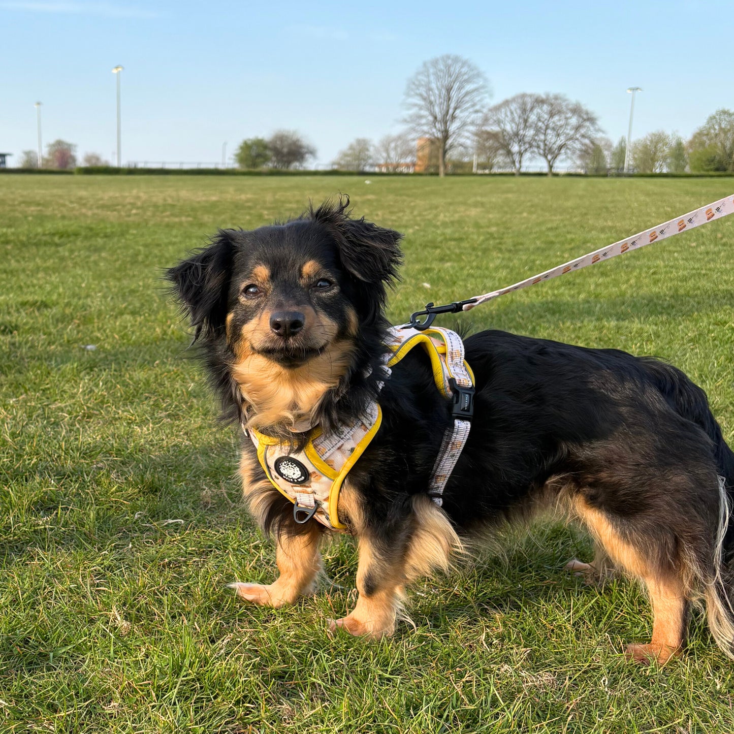 Sweet like Honey Explorer Harness