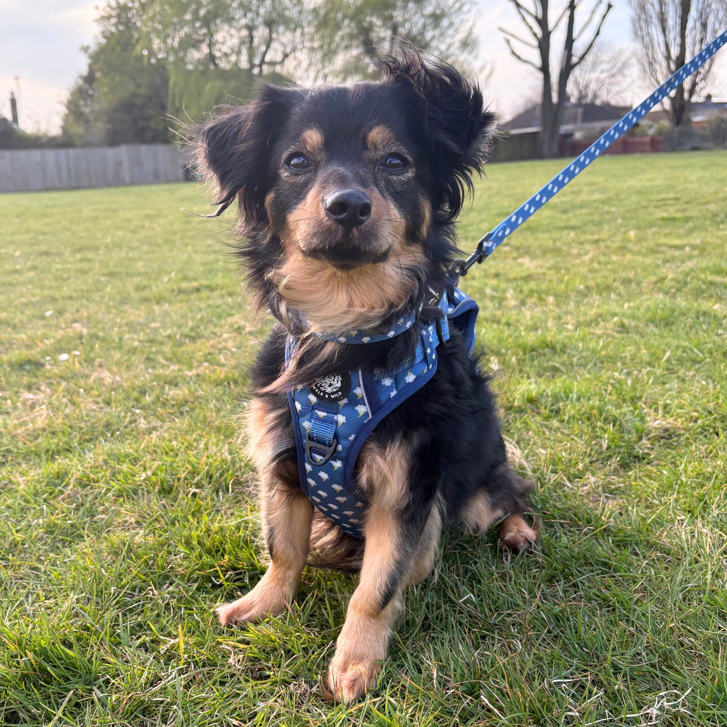 Lightning Bolts Explorer Harness