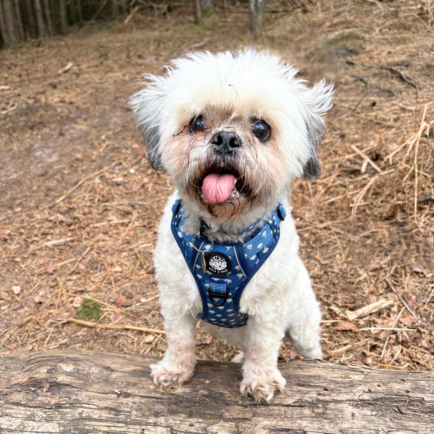 Lightning Bolt Bundle