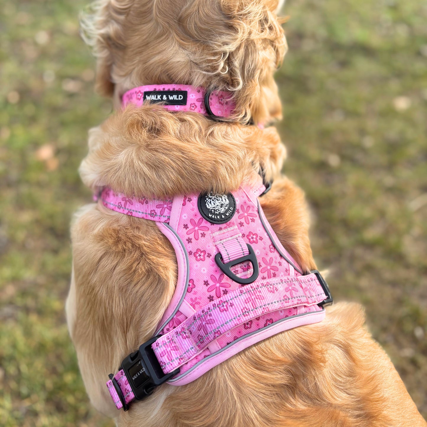 Pretty in Pink Collar