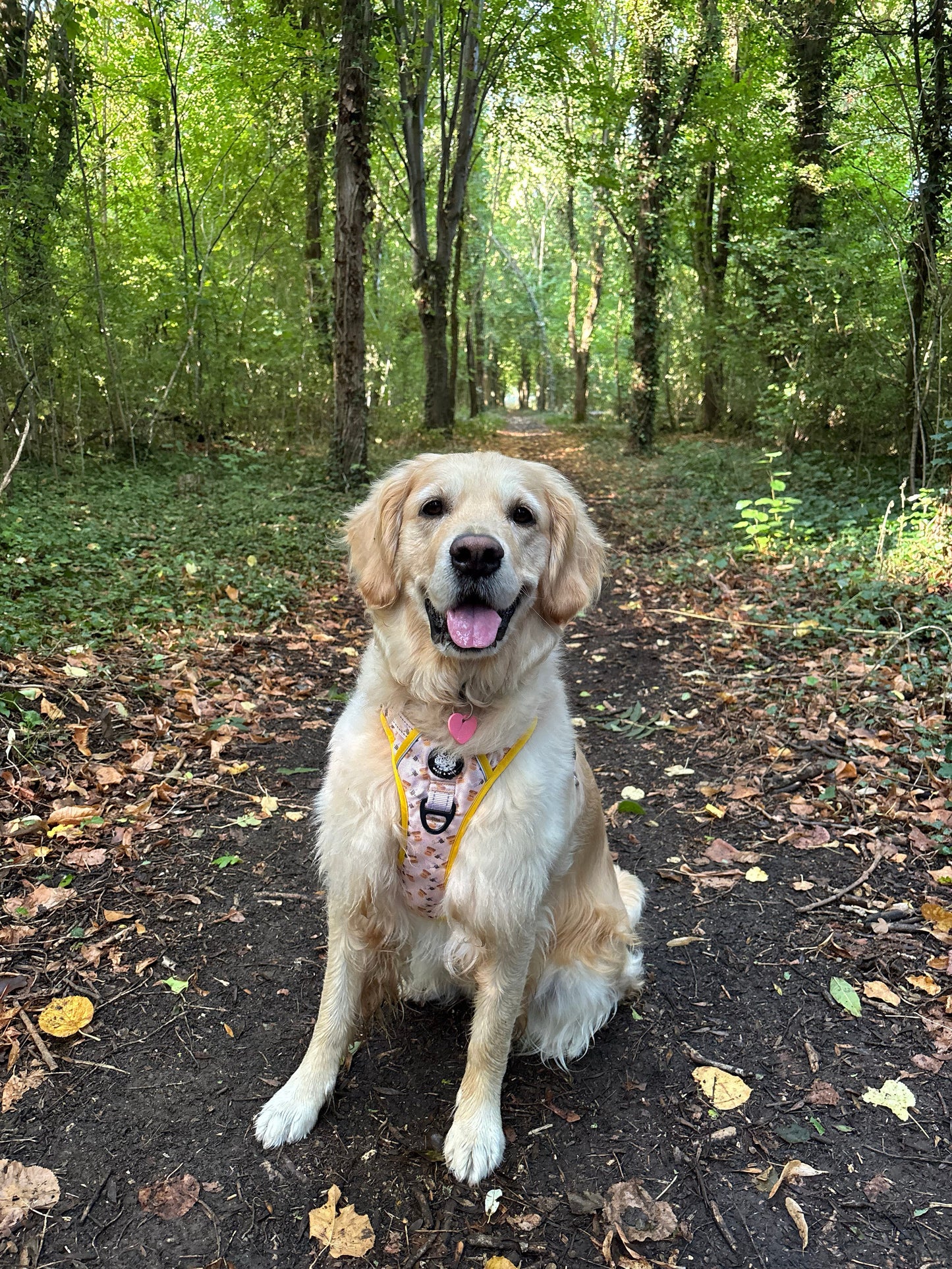 Sweet like Honey Explorer Harness