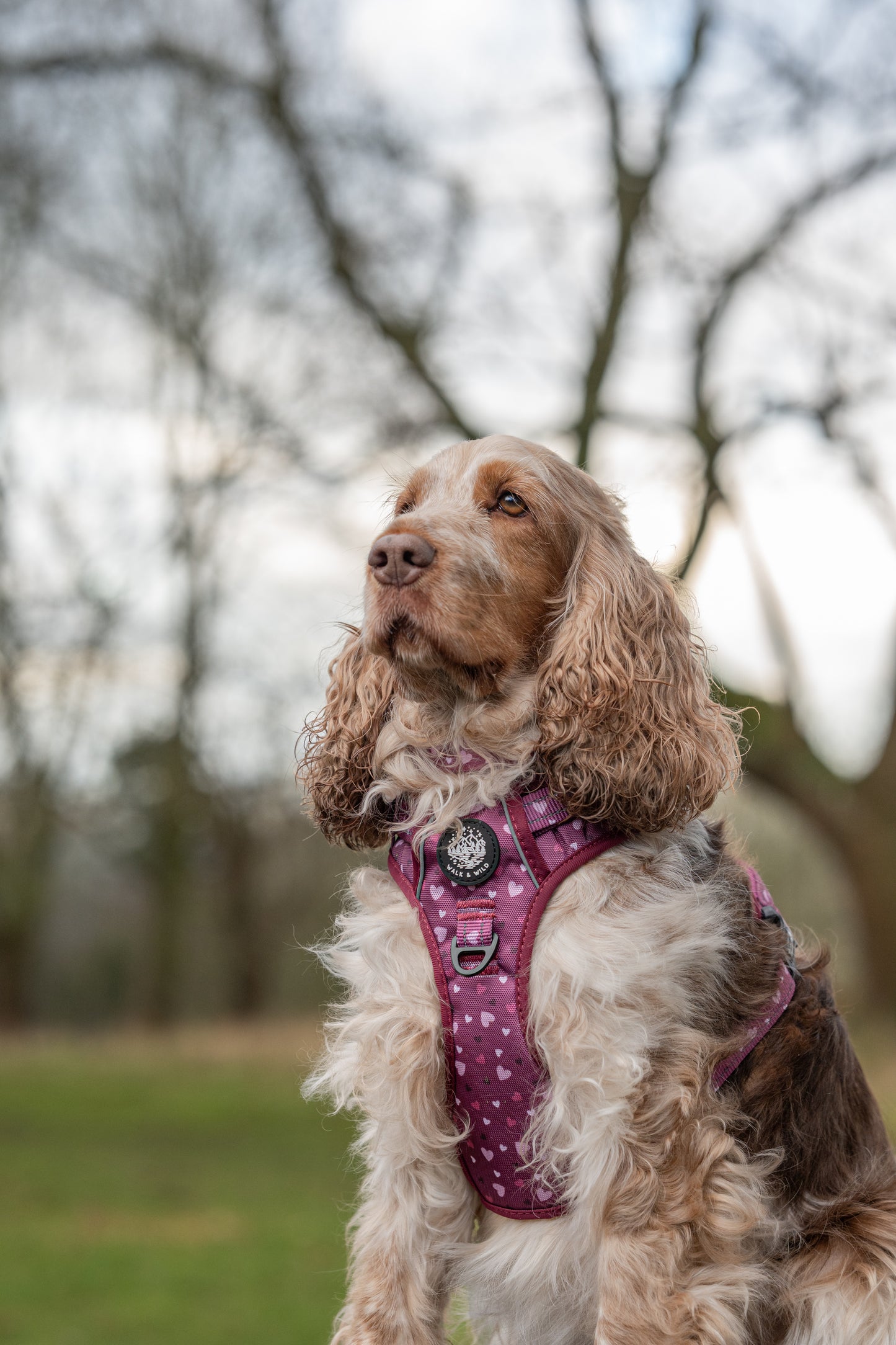 Berry Bliss Explorer Harness