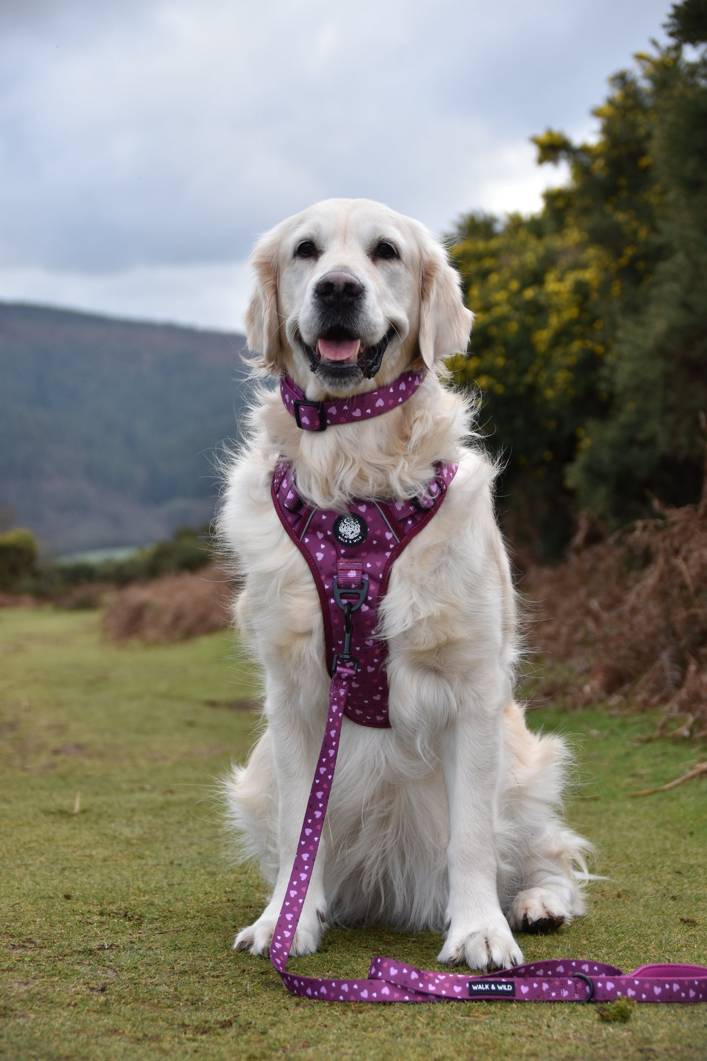 Berry Bliss Explorer Harness