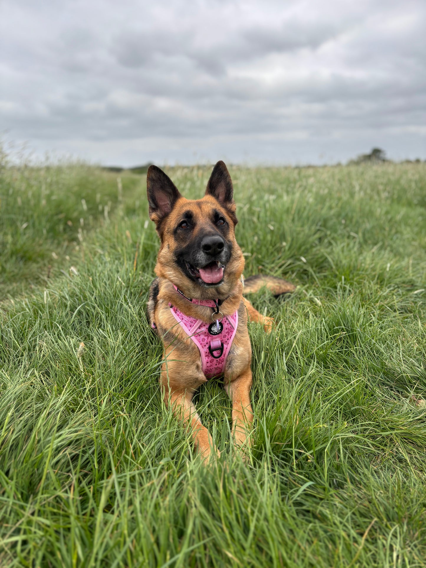 Pretty in Pink Explorer Harness