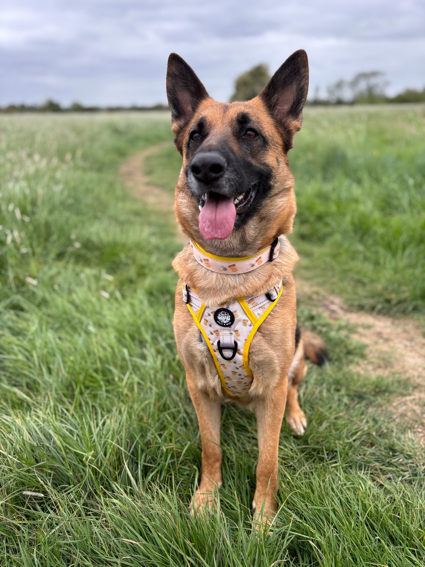 Sweet like Honey Explorer Harness