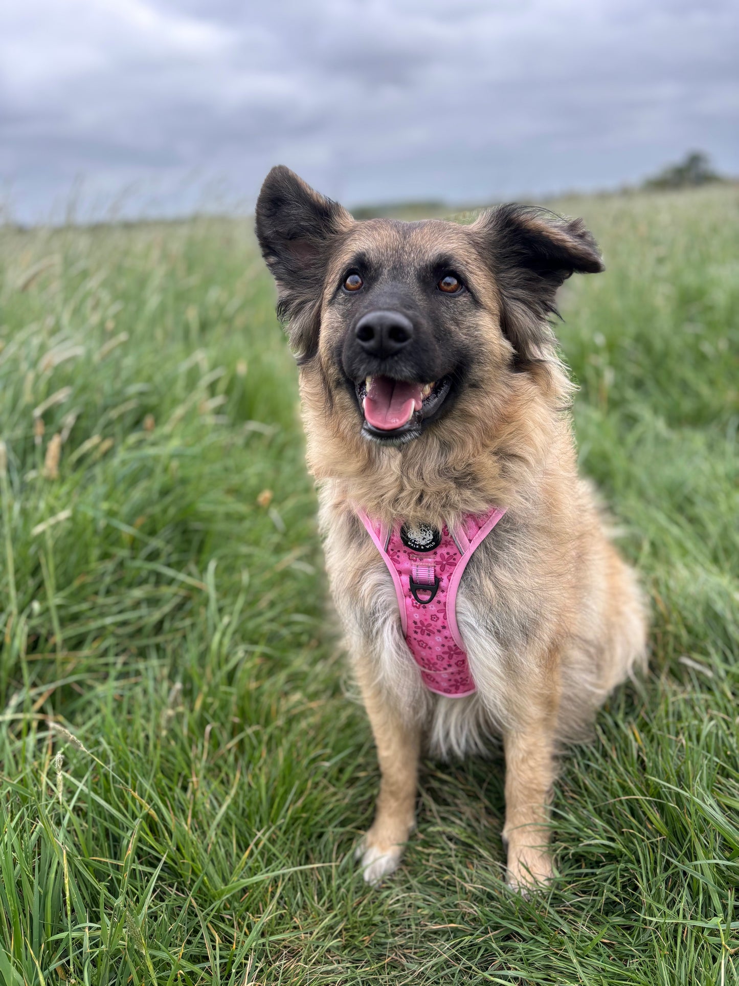 Pretty in Pink Explorer Harness