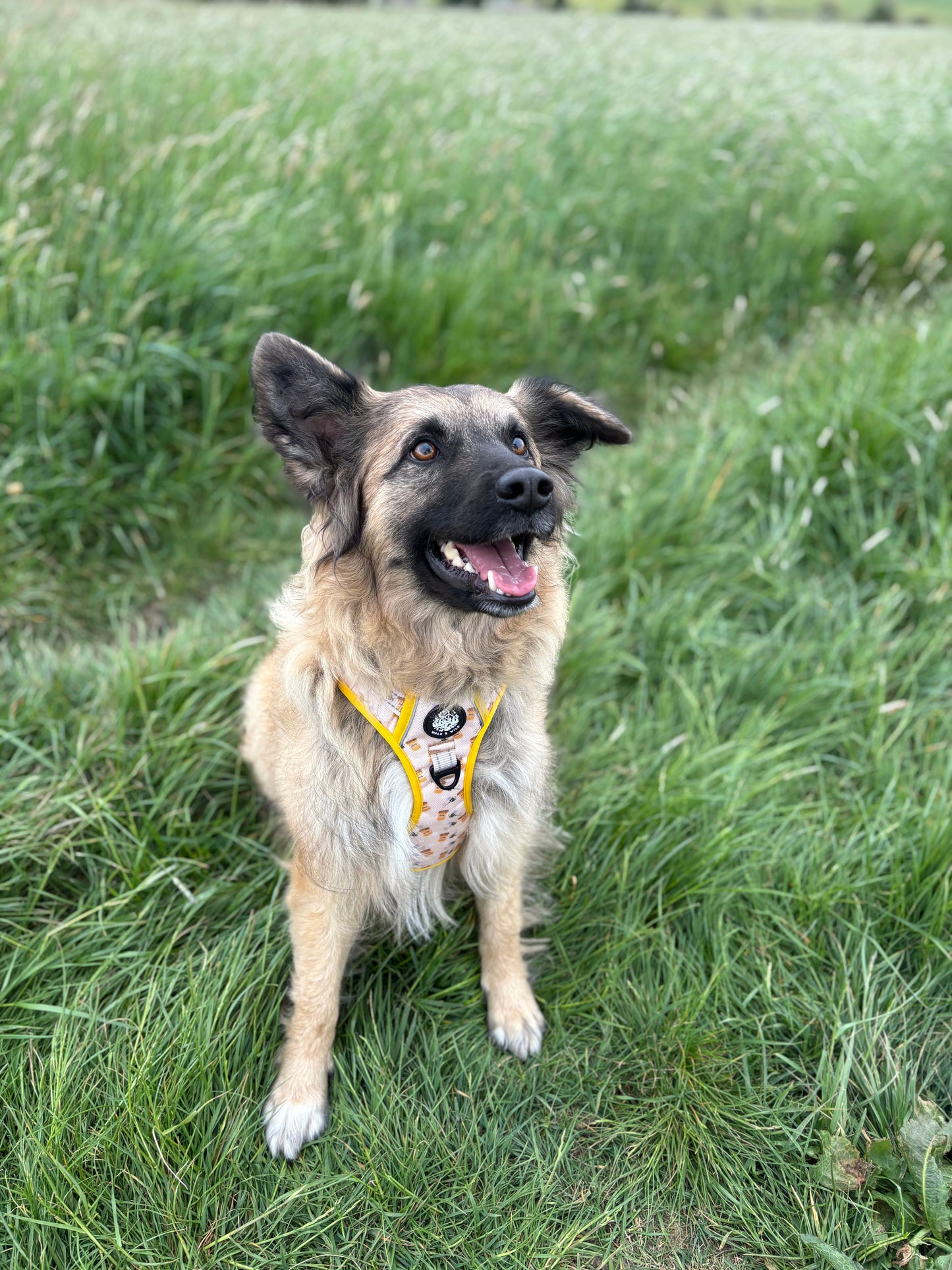 Sweet like Honey Explorer Harness