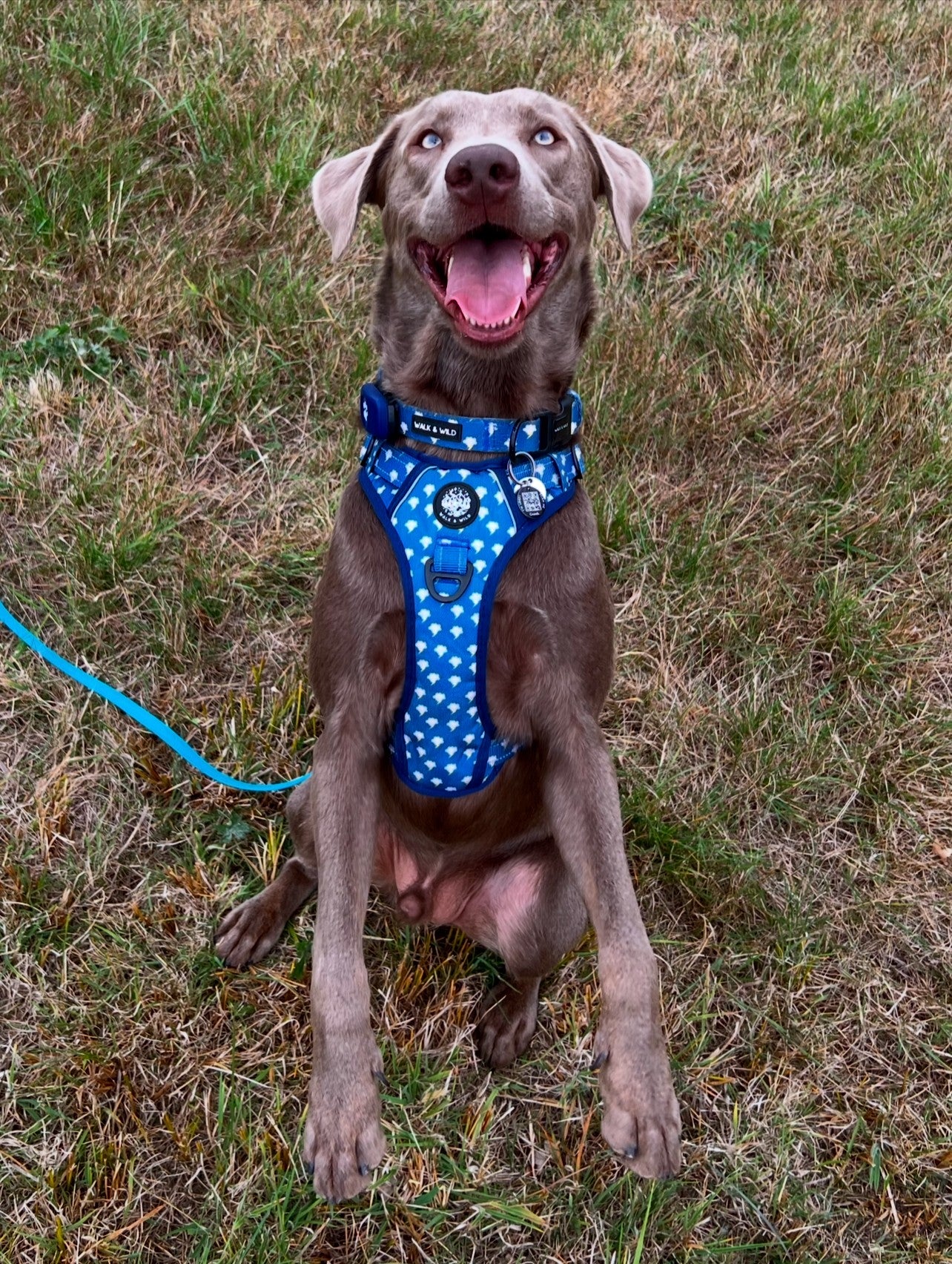Lightning Bolt Collar